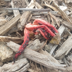 Clathrus archeri