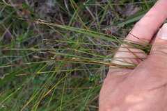 Trichophorum cespitosum