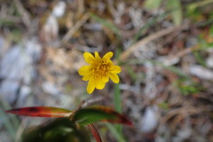 Microseris borealis