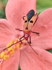 Dysdercus cingulatus