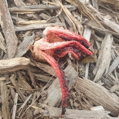 Clathrus archeri