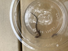 Takydromus tachydromoides