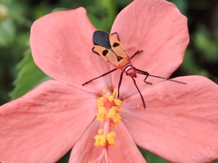 Dysdercus cingulatus