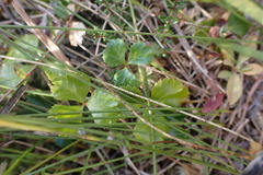 Coptis trifolia