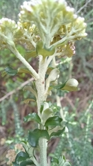 Ozothamnus obcordatus