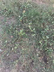 Diplotaxis erucoides