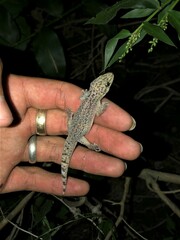 Phyllodactylus lanei