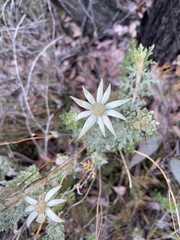 Actinotus helianthi
