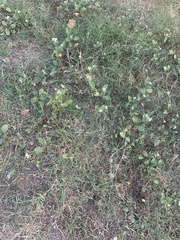 Diplotaxis erucoides