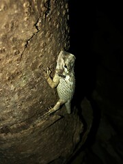 Sceloporus melanorhinus