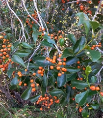 Auranticarpa rhombifolia