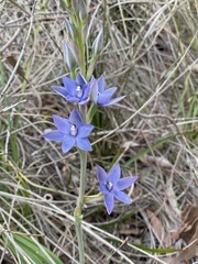 Thelymitra macrophylla