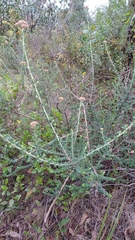Ozothamnus obcordatus