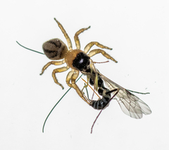 Maratus scutulatus