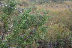 Cupressus nootkatensis