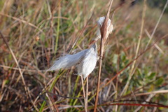 Eriophorum angustifolium