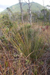 Trichophorum cespitosum