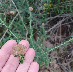 Ozothamnus obcordatus