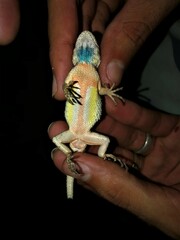 Sceloporus melanorhinus