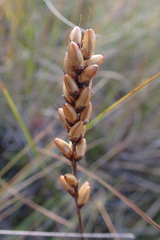 Plantago macrocarpa