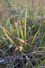 Plantago macrocarpa