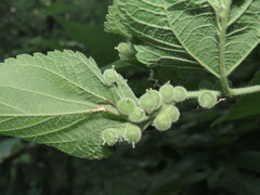 Celticecis celtiphyllia