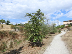 Alnus lusitanica