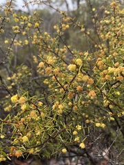 Acacia asparagoides