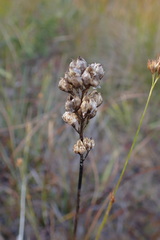 Triantha glutinosa