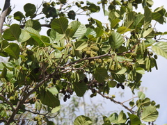 Alnus lusitanica