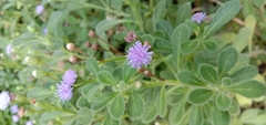 Cyanthillium maritimum