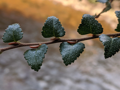 Nothofagus cunninghamii