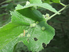 Celticecis celtiphyllia