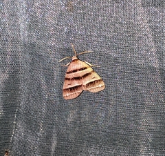 Flammona quadrifasciata