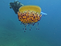 Cotylorhiza tuberculata