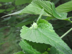 Celticecis celtiphyllia