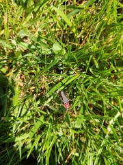 Cantharis rustica