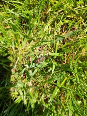 Cantharis rustica