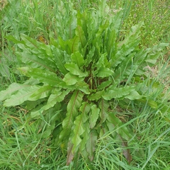 Rumex conglomeratus