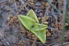 Pinguicula