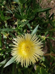 Carpobrotus edulis