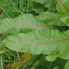 Rumex conglomeratus