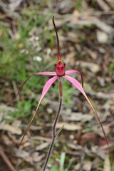 Caladenia fulva