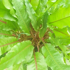 Rumex conglomeratus