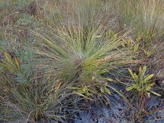 Trichophorum cespitosum