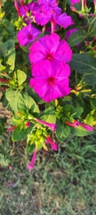 Mirabilis jalapa