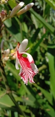 Alpinia officinarum