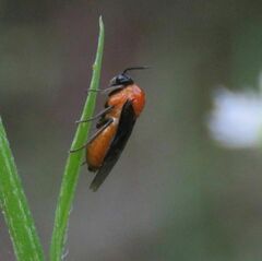 Argidae