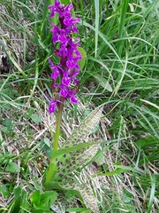 Dactylorhiza lapponica