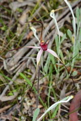 Caladenia fulva